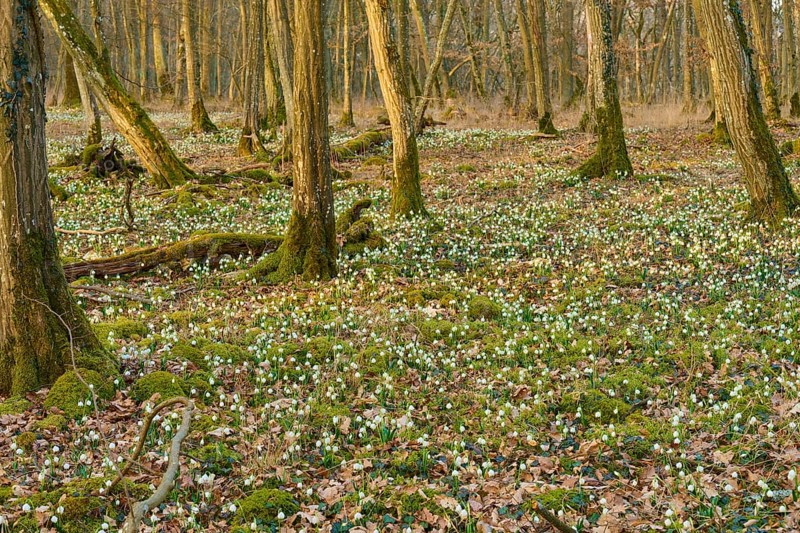 Dense forest in spring, lined with spring knotweed (Leucojum vernum) and moss, Sodenberg, Hammelburg, Rhön, Bavaria, Germany