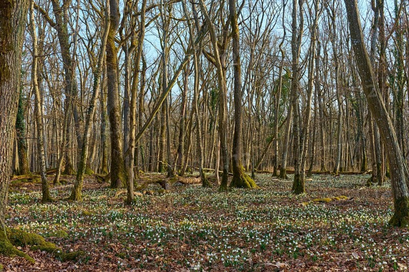 A quiet forest with fine carpets of flowers underneath, in the sign of spring change, Sodenberg, Hammelburg, Rhön, Bavaria, Germany