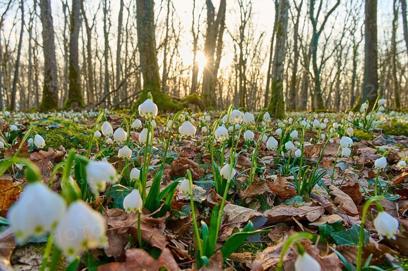 Close-up of spring knotweed (Leucojum vernum), in the forest at sunrise, Sodenberg, Hammelburg, Rhön, Bavaria, Germany