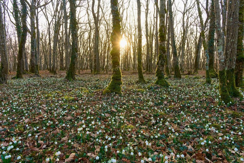 Spring forest with blooming spring snowflakes (Leucojum vernum), sunlight and moss-covered trees, Sodenberg, Hammelburg, Rhön, Bavaria, Germany
