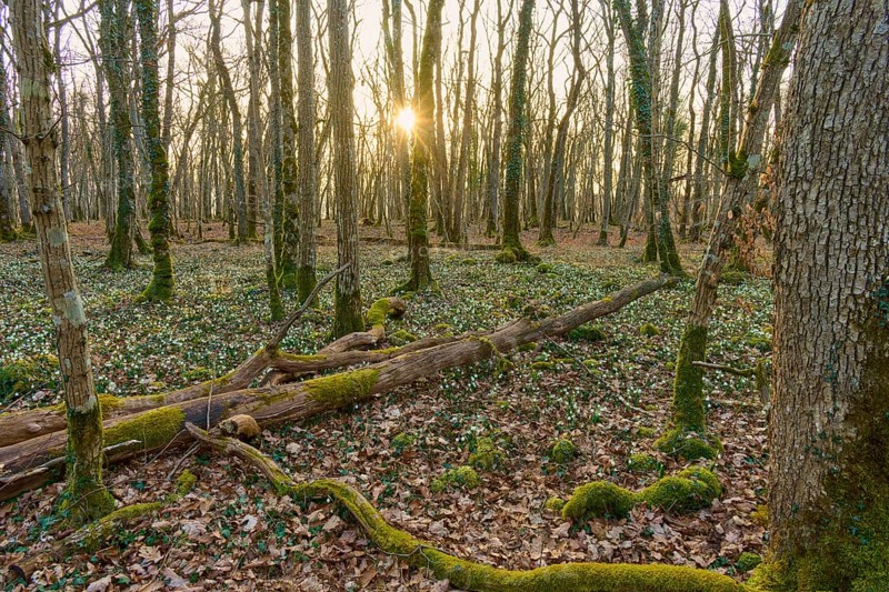 Sunrise in the forest with moss-covered ground and autumn leaves, quiet atmosphere, Sodenberg, Hammelburg, Rhön, Bavaria, Germany