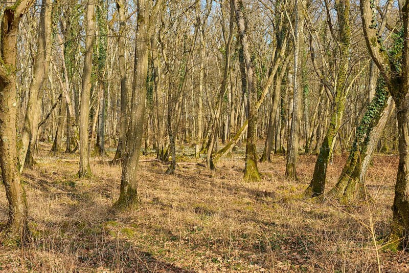 Dense forest with a variety of light effects and a calming atmosphere, Sodenberg, Hammelburg, Rhön, Bavaria, Germany