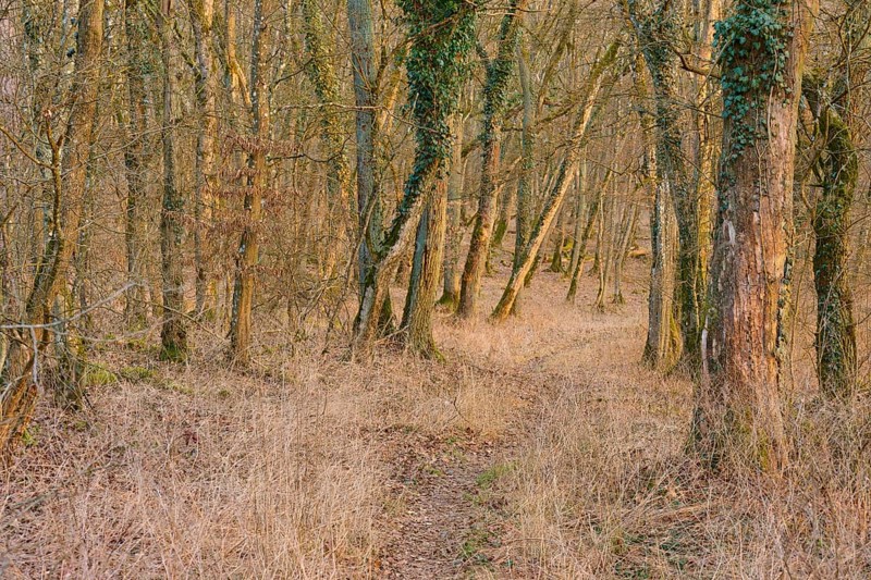 Path through a quiet forest in the warm twilight, Sodenberg, Hammelburg, Rhön, Bavaria, Germany