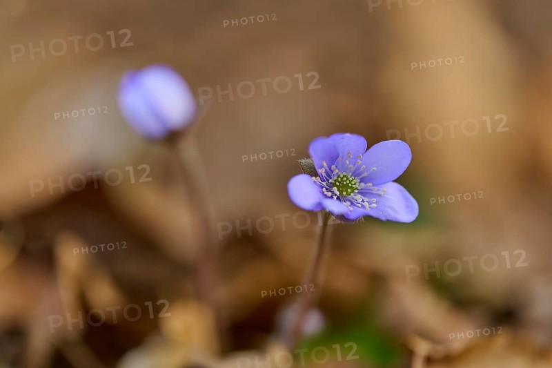 Close-up of liverwort (Hepatica nobilis), with blurred background. Early spring, Sodenberg, Hammelburg, Rhön, Bavaria, Germany