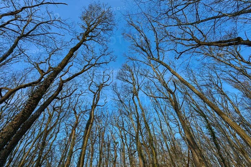 Tall bare trees rise up against the deep blue spring sky, Sodenberg, Hammelburg, Rhön, Bavaria, Germany