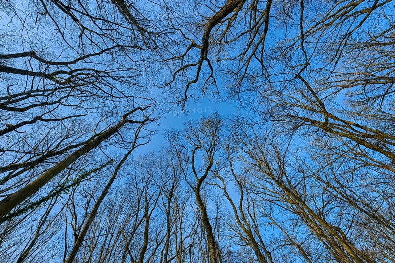 View upwards through tall trees into the clear blue sky, Sodenberg, Hammelburg, Rhön, Bavaria, Germany