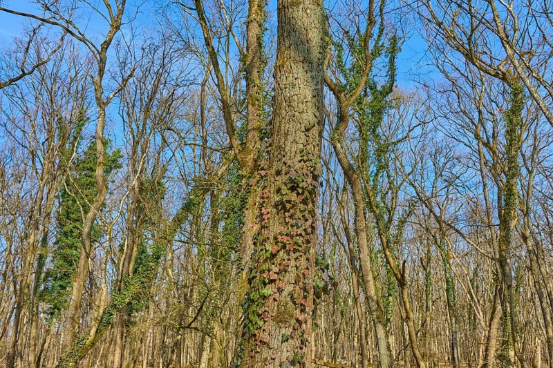 A tree trunk overgrown with ivy in front of a clear blue sky, Sodenberg, Hammelburg, Rhön, Bavaria, Germany