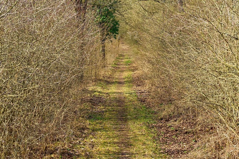 An inviting path between hedges, Sodenberg, Hammelburg, Rhön, Bavaria, Germany