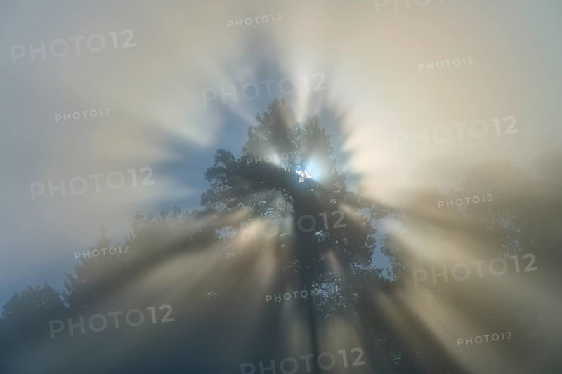 Mystical rays of light break through the fog and gently illuminate the branches of a tree, Mönchberg, Miltenberg, Spessart, Bavaria, Germany