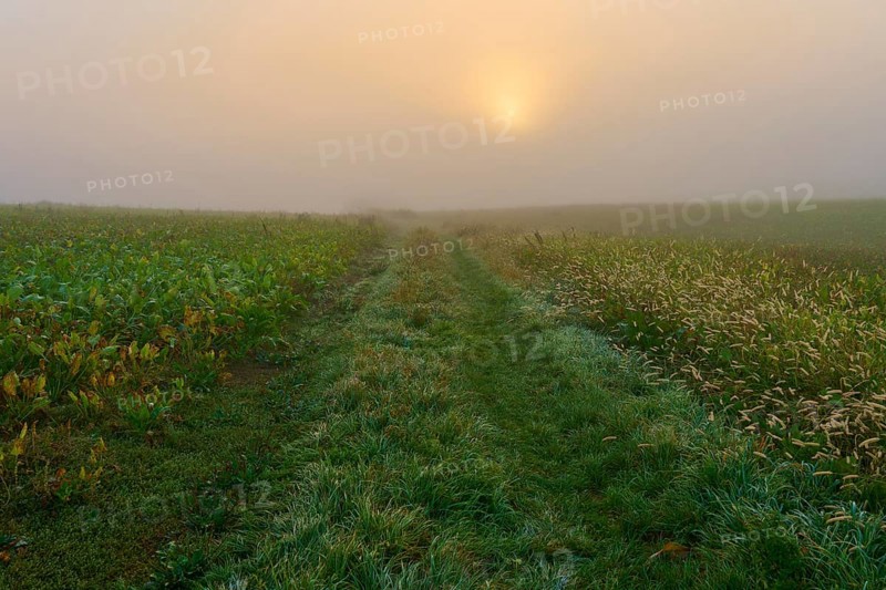 Foggy sunrise over a country lane flanked by grasses, conveys a mystical atmosphere, Mönchberg, Miltenberg, Spessart, Bavaria, Germany