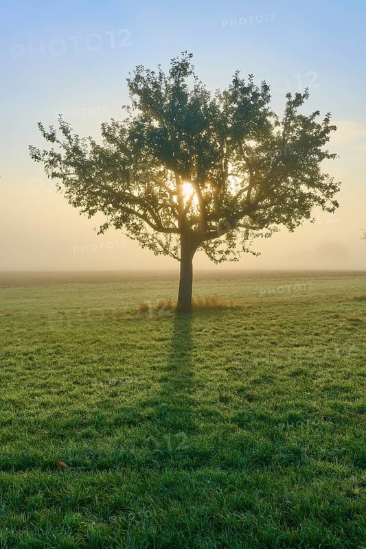 An apple tree in the centre of a foggy meadow, the sunlight breaks through, Mönchberg, Miltenberg, Spessart, Bavaria, Germany