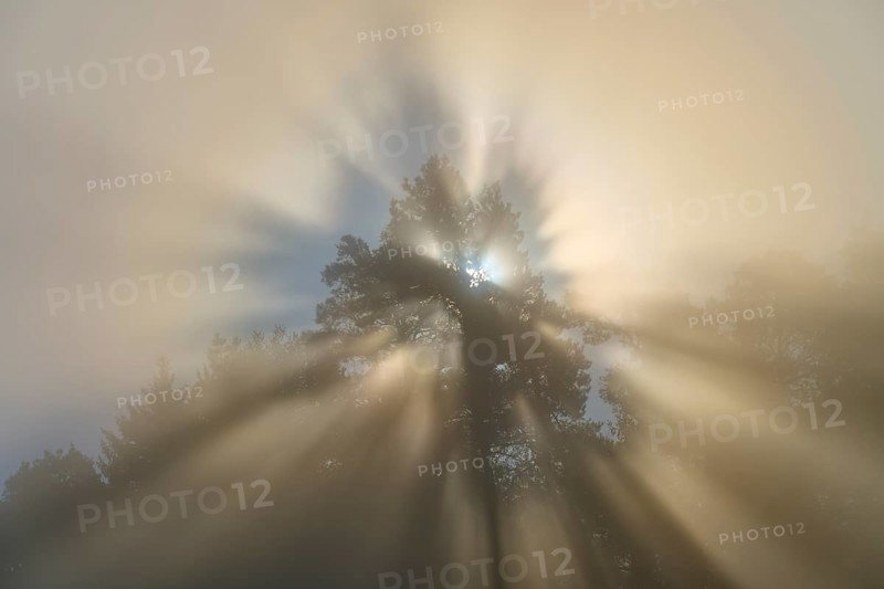 Rays of light shine through the branches of a tree and illuminate the fog in the natural scenery, Mönchberg, Miltenberg, Spessart, Bavaria, Germany