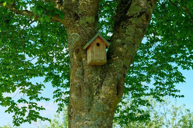 A wooden birdhouse in a large tree with green leaves, France