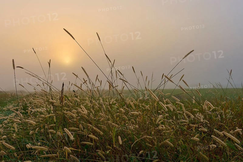 Foggy morning with sunrise over a field full of grasses, creates a calm atmosphere, Mönchberg, Miltenberg, Spessart, Bavaria, Germany