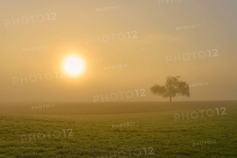 Golden morning light over a field with an apple tree in the fog, conveys tranquillity, Mönchberg, Miltenberg, Spessart, Bavaria, Germany