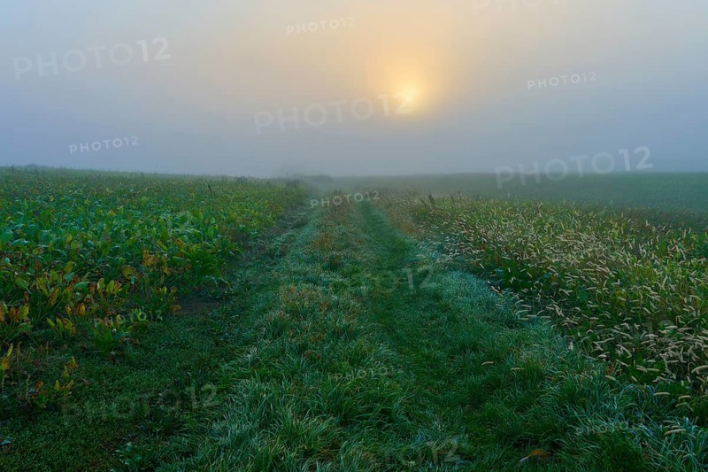 Foggy sunrise over a field with grasses and plants, creates a mystical atmosphere, Mönchberg, Miltenberg, Spessart, Bavaria, Germany