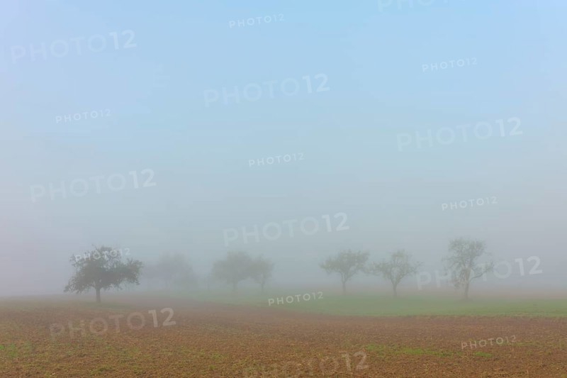 Misty trees in a field, blurred contours create autumnal tranquillity, Mönchberg, Miltenberg, Spessart, Bavaria, Germany
