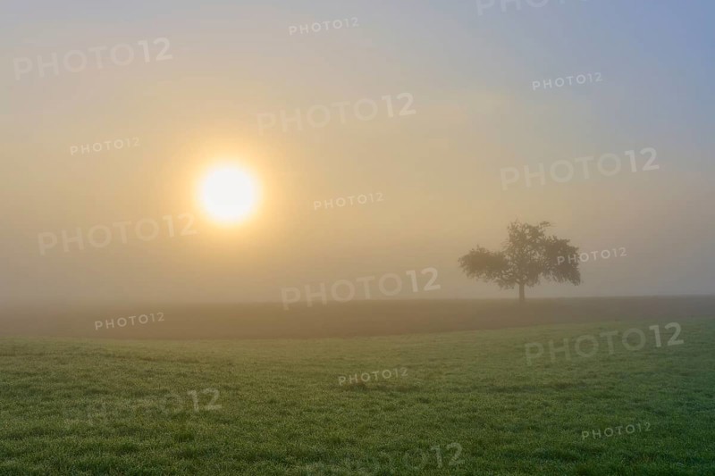 Sunrise behind a lonely apple tree in the fog on a field, creates a calm atmosphere, Mönchberg, Miltenberg, Spessart, Bavaria, Germany