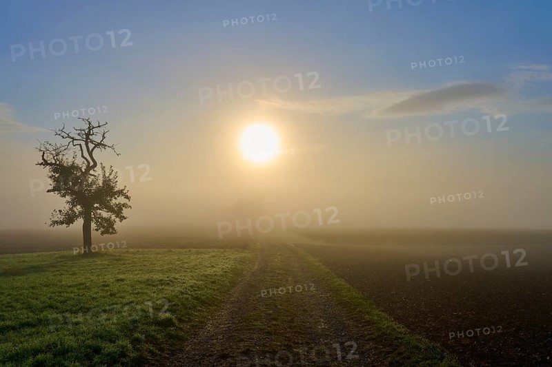 A single fruit tree next to a path leading into a misty landscape, Mönchberg, Miltenberg, Spessart, Bavaria, Germany