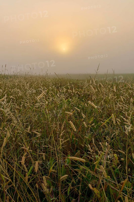 Sunrise in the fog over a field full of grasses, a calm and atmospheric scenery, Mönchberg, Miltenberg, Spessart, Bavaria, Germany
