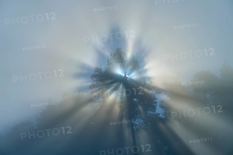 The first rays of light of the day break through the morning mist and gently illuminate a tree, Mönchberg, Miltenberg, Spessart, Bavaria, Germany