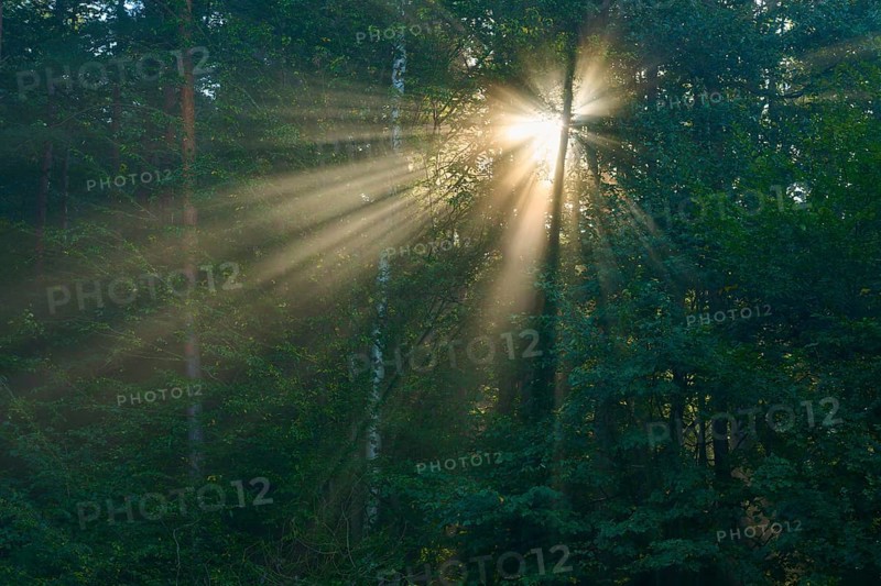 Dense foliage in the forest is penetrated by impressive rays of sunlight, creating an atmospheric backdrop, Mönchberg, Miltenberg, Spessart, Bavaria, Germany