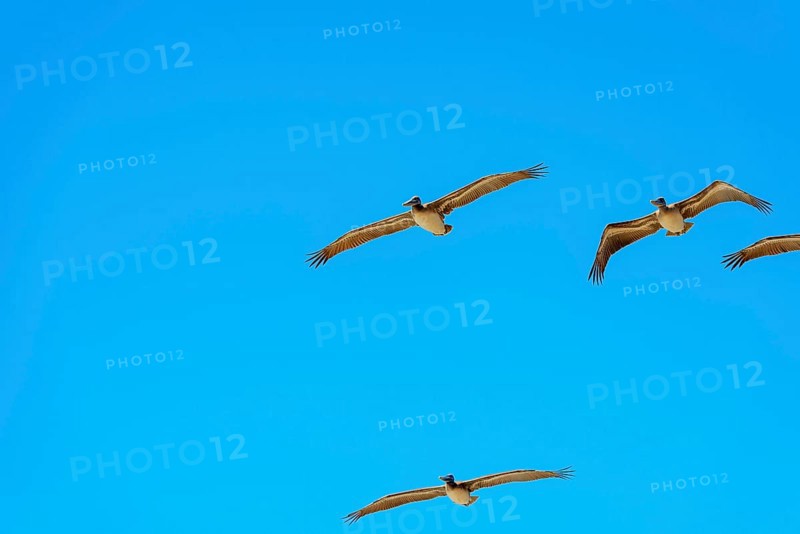 Brown Pelicans in flight, Orange County, California, USA, North America