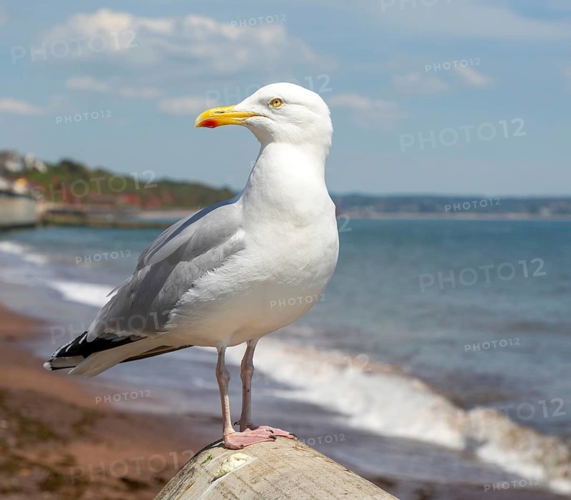 European Herring Gull, Larus argentatus, standing on sea wall above beach, Dawlish, south Devon, England, UK