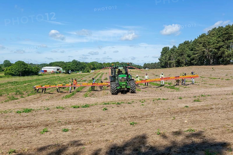 Team of foreign workers harvesting asparagus crop loading onto boxes on tractor boom, Suffolk, England, UK