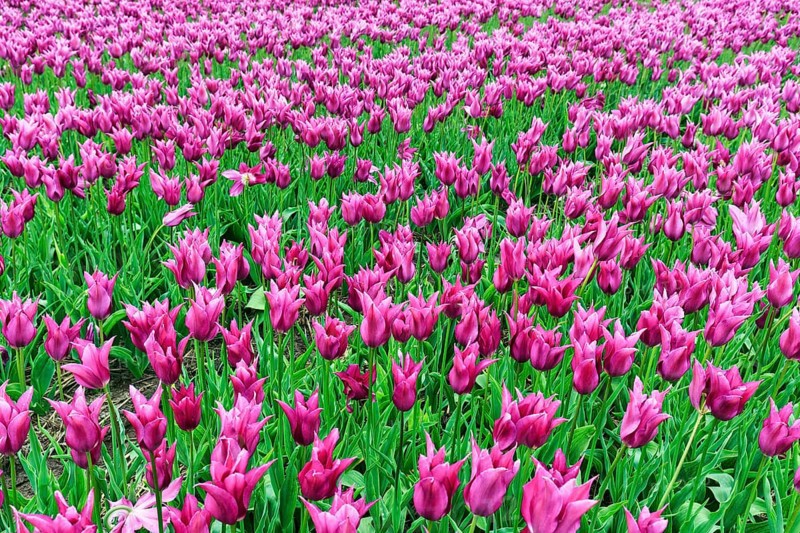 Pink tulips, tulip field, Bollenstreek, South Holland, Netherlands