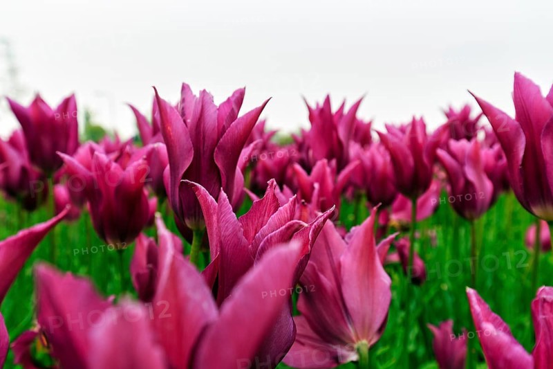 Pink tulips, dull spring weather, cloud cover, tulip field, Bollenstreek, South Holland, Netherlands