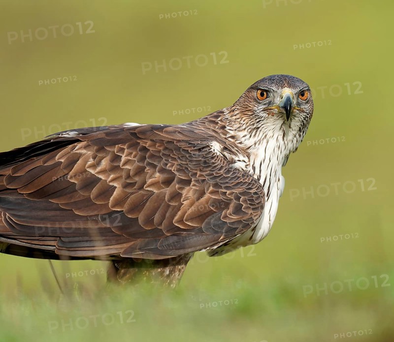 Bonelli's eagle (Aquila fasciata), portrait, Andalusia Spain