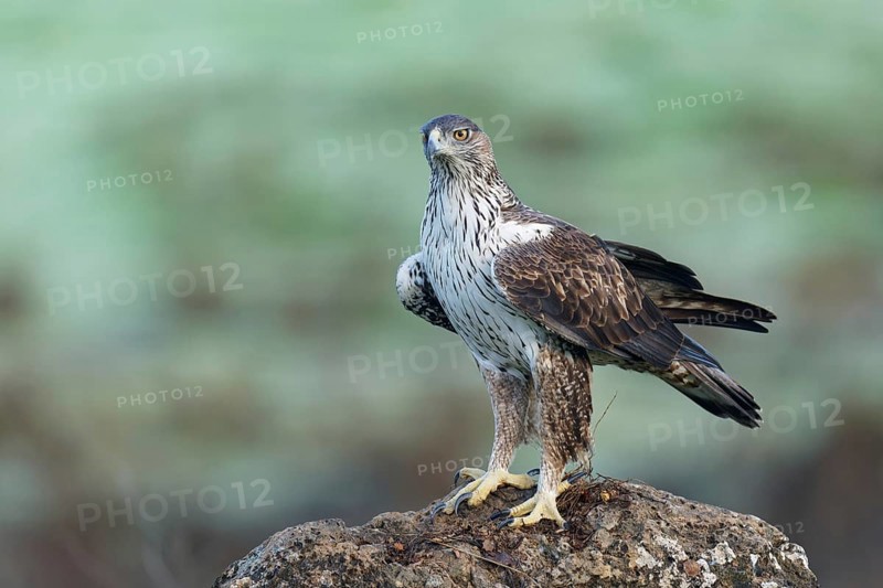 Bonelli's eagle, male (Aquila fasciata), on a rock, Andalusia Spain