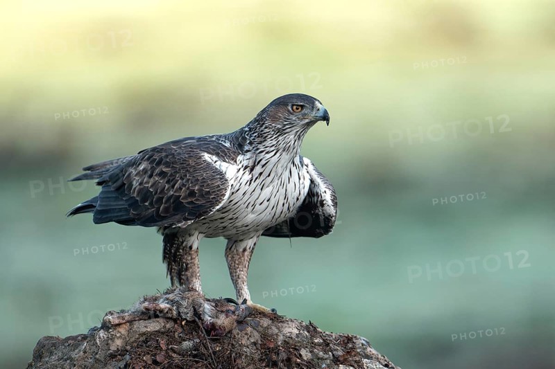 Bonelli's eagle (Aquila fasciata), on a rock, Andalusia Spain