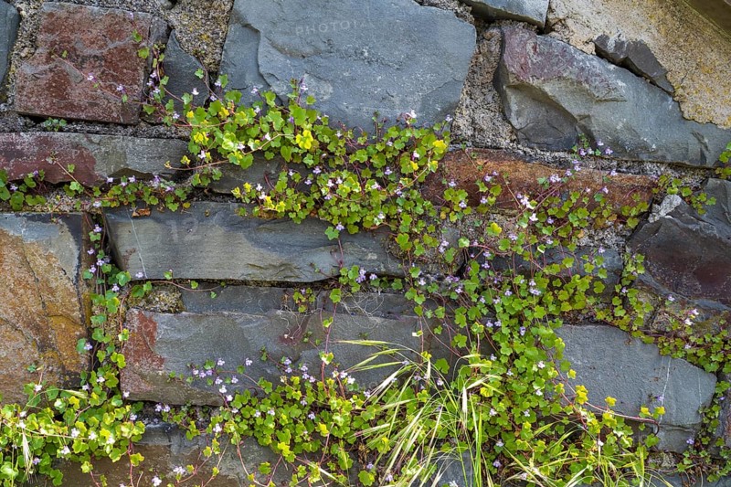 Cymbalaria muralis on a wall, North Rhine-Westphalia, Germany