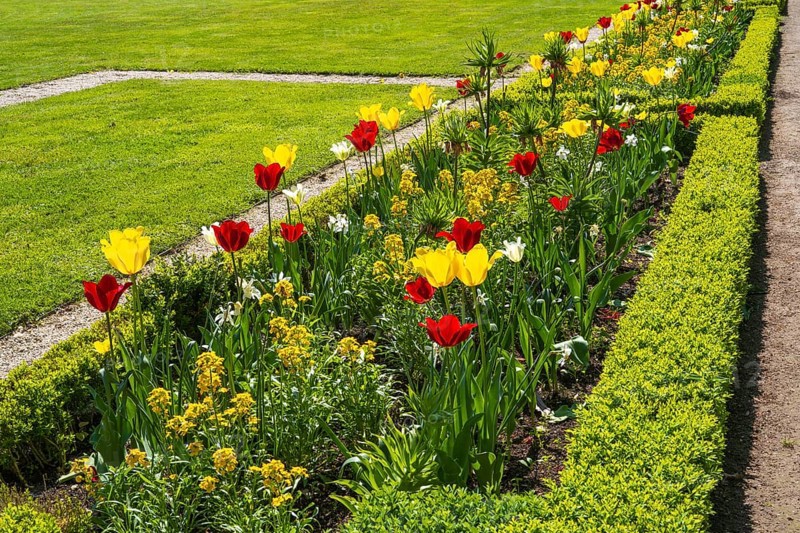 Flower bed with red and yellow tulips, castle park, Schloss Neuhaus, Paderborn, Westphalia, North Rhine-Westphalia, Germany