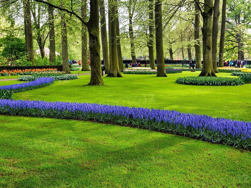 Tulips (Tulipa) and grape hyacinths (Muscari), flower beds in a meadow, Keukenhof gardens, Lisse, Bollenstreek, South Holland, Netherlands