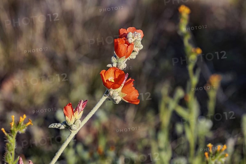 Close up of a budding desert globe mallow (Sphaeralcea ambigua) plant at the White Tank Mountain Regional Park in Phoenix, Arizona, USA