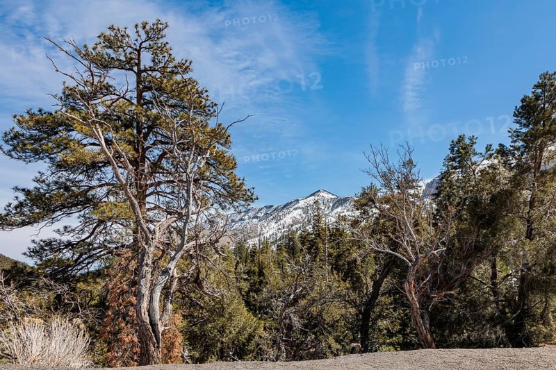 Snow covered Spring Mountains in Mount Charleston, Nevada, USA