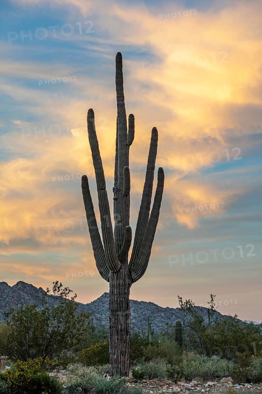 Silhouette of saguaro (Carnegiea gigantea) cacti on the evening sky at the White Tank Mountain Regional Park in Phoenix, Arizona, USA