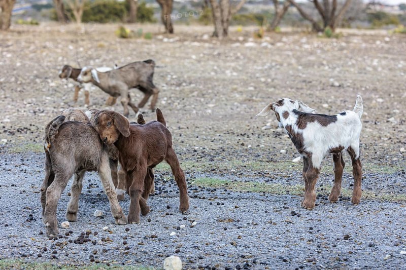 Newborn domesticated goat livestock raised for meat producion on a ranch in Sonora, Texas, USA