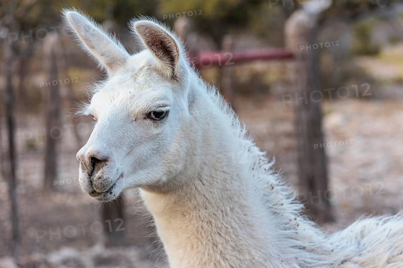 Domesticated alpaca livestock helps to protect goats from predators on a ranch in Sonora, Texas, USA