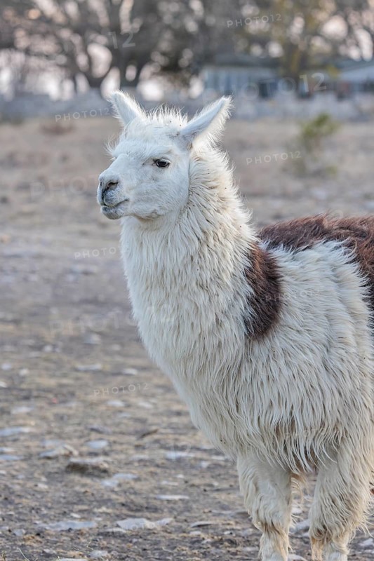 Domesticated alpaca livestock helps to protect goats from predators on a ranch in Sonora, Texas, USA