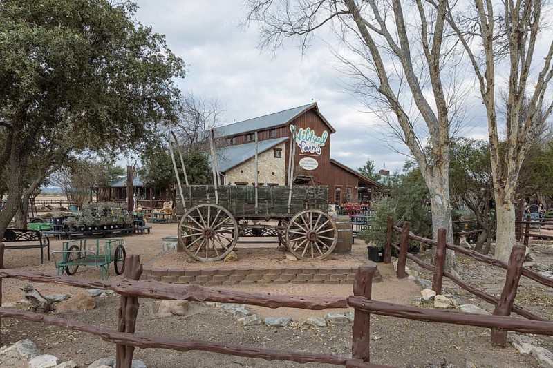Antique covered wagon on display at the Wildseed Farms nursery in Fredericksburg, Texas, USA