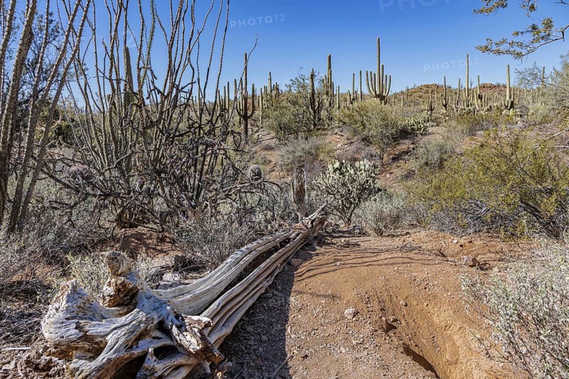 Dead and dried saguaro cactus skeleton along a trail at the Organ Pipe Cactus National Monument in southern Arizona, USA