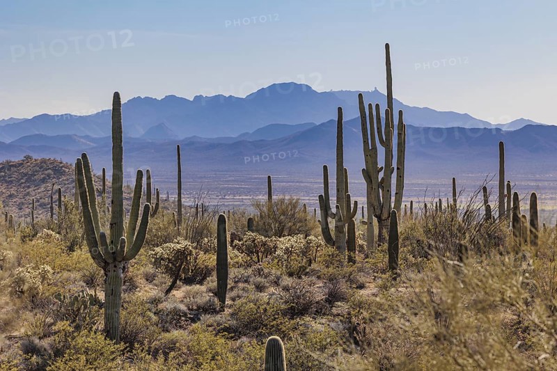 Evening light on saguaro cacti at the Organ Pipe Cactus National Monument in southern Arizona, USA