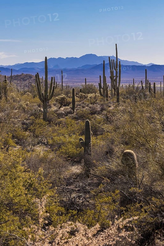 Evening light on saguaro cacti at the Organ Pipe Cactus National Monument in southern Arizona, USA