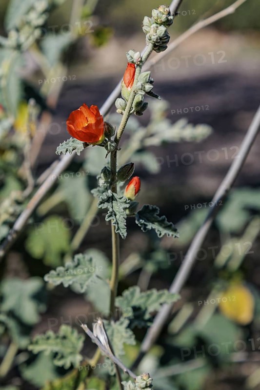 Close up of a budding desert globe mallow (Sphaeralcea ambigua) plant at the White Tank Mountain Regional Park in Phoenix, Arizona, USA