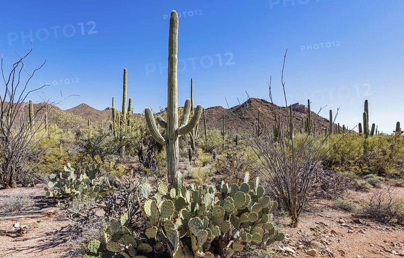 Saguaro and ocotillo cacti along a trail at the Organ Pipe Cactus National Monument in southern Arizona, USA