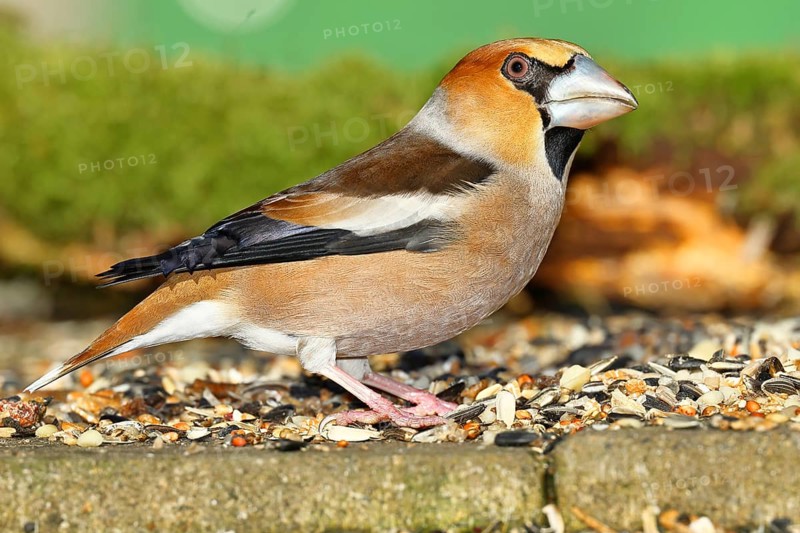 Hawfinch (Coccothraustes coccothraustes), male at a feeder in the garden, North Rhine-Westphalia, Germany